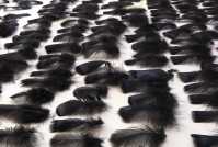plumes-de-coq-noires
