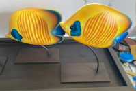 Poisson exotique jaune