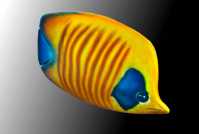 Poisson exotique jaune cccc