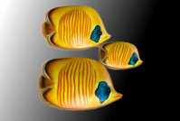 Poisson exotique jaune vv