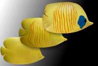 Poisson exotique jaune